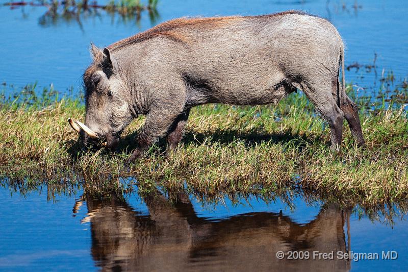 20090613_123047 D300 (1) X1.jpg - Warthogs in Botswana